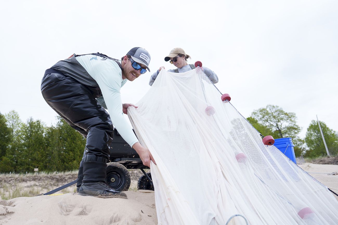 Two people on the beach. They are gathering a white net. 