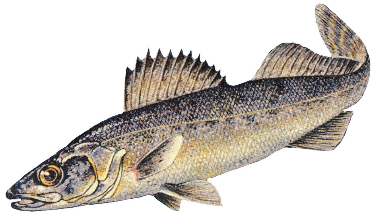 A drawing of blue pike. 