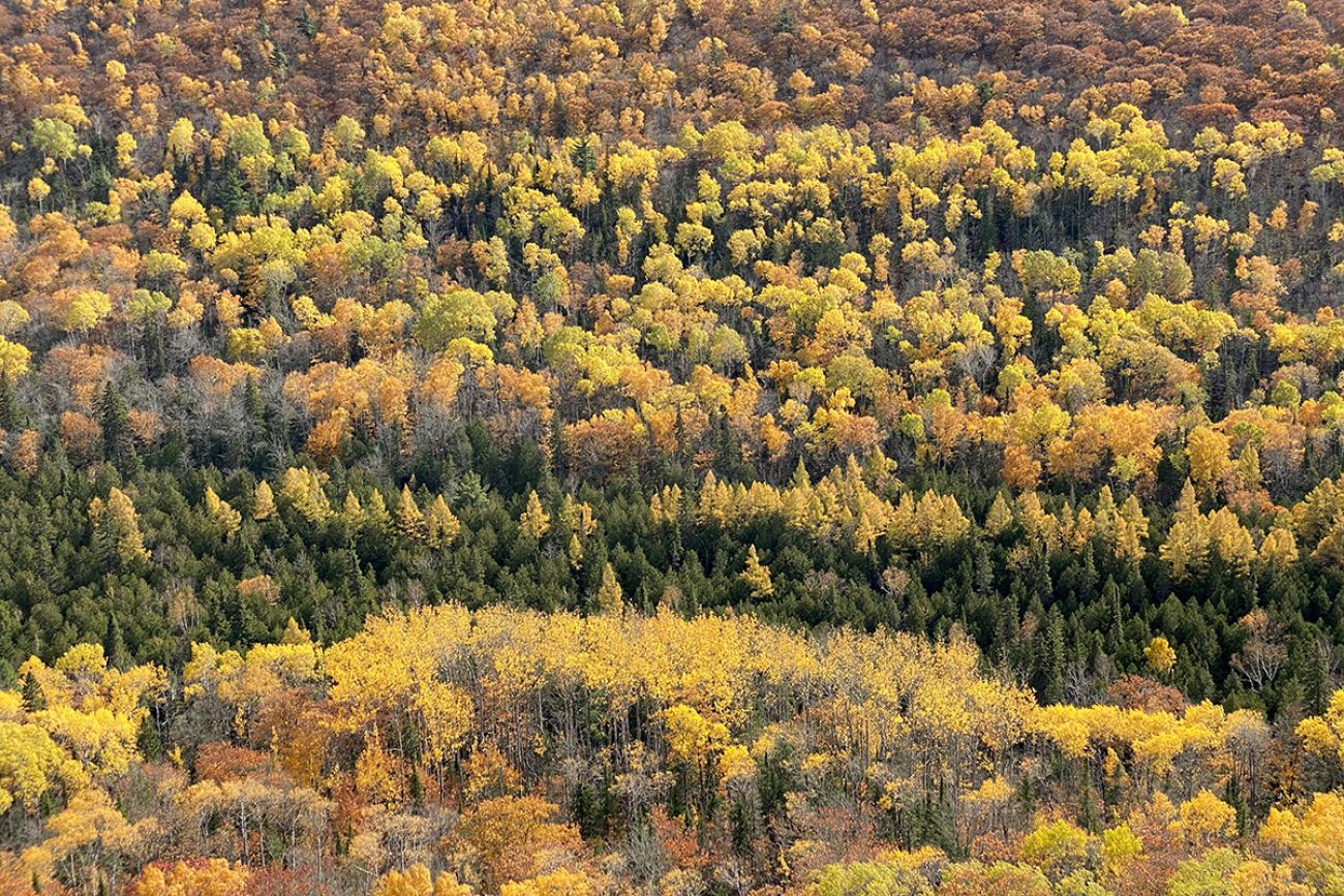 Rows of trees. 