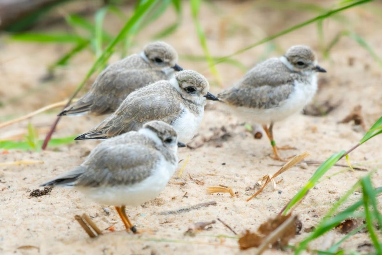 Four piping plovers standing on a beach.