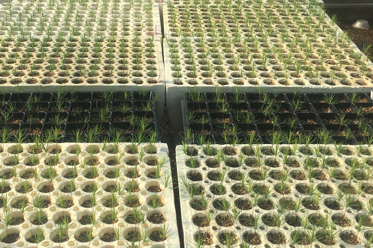 Rows of red pine seedlings. 