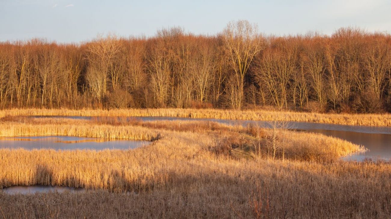 wetlands