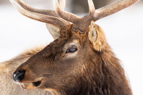 elk