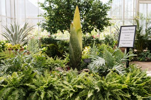 Corpse flower in a greenhouse
