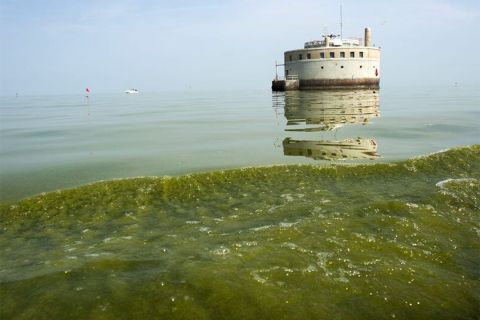 Green algae in Lake Erie