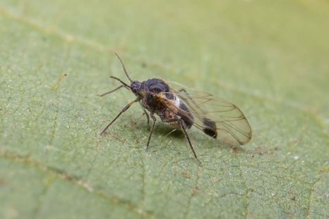 very small black fly Simuliidae on a leaf