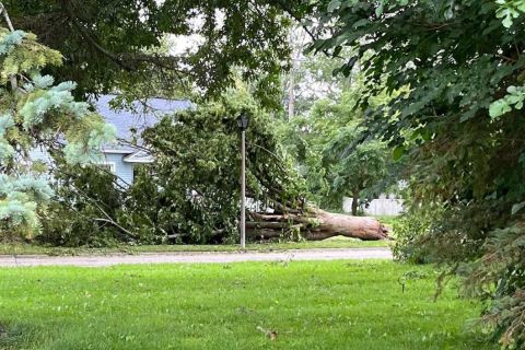 Fallen tree in a lawn