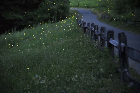 Lightning bugs also known as fireflies are seen along a foot path through the woods