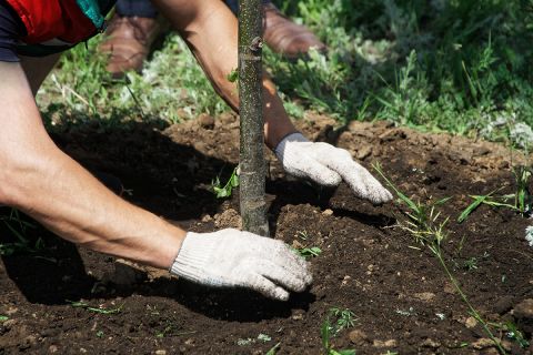 Planting mature trees in the ground of a city park