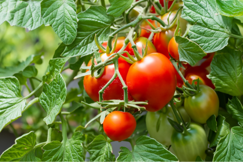 tomatoes on a vine