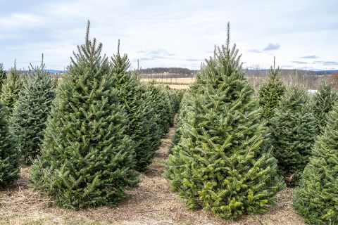 Christmas Trees in Rows at local Christmas Tree Farm