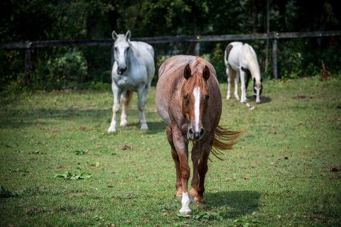 Three horses in a field