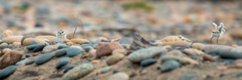 Two piping plovers walk around the rocky ground. 