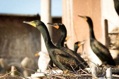 cormorants on a ship 