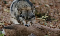 wolf eating deer