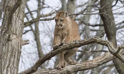 cougar in tree