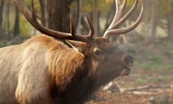 Elk