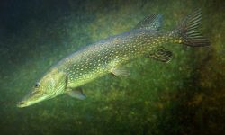 northern pike 