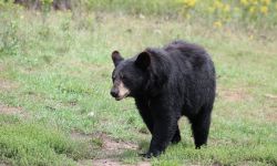 black bear