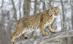 Bobcat