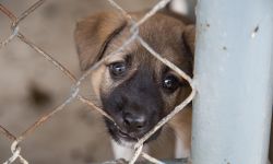 dog in cage