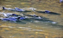 Chinook salmons in lake