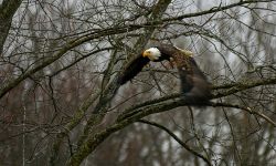 an eagle flying