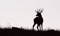 deer in a field