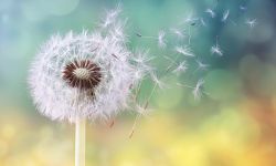 Dandelion seeds in the sunlight blowing away across a fresh green morning background