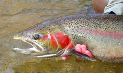 someone holding a fish