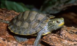 turtle on the log