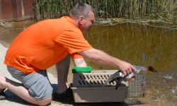 man releasing ducks into the water