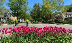 purple tulips in Holland, Michigan 