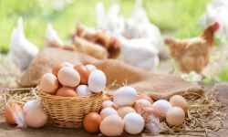 Chicken eggs on a basket with chickens