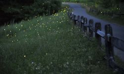 Lightning bugs also known as fireflies are seen along a foot path through the woods