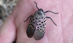 Someone with a lanternfly in their hand. Lanternfly has spotted, black wings