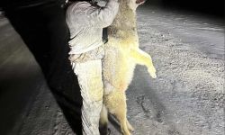 Man holding up up a dead wolf