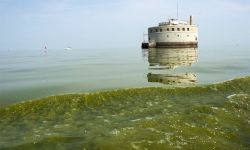 Blue-green algae on water