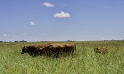 Brown cows in a field