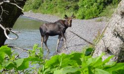  Young bull moose walking out of lake