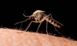 Macro of mosquito (Culex pipiens) ready to sting isolated on black