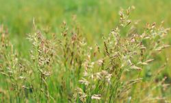 Prairie grass