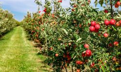 Two rows of apple trees full of fruit seen under a blue sky nearly ready for picking