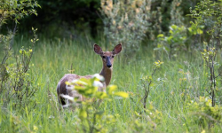 Deer in the field