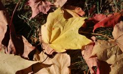 Leaves on the ground