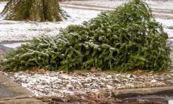 Family Christmas Trees thrown out 