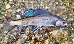 An Arctic grayling on top of rocks in the water.