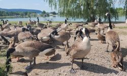 Many geese in front of a lake. 
