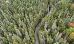 A river runs through a forest