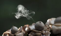 Puffball mushroom releasing spores dust in a tropical rainforest.